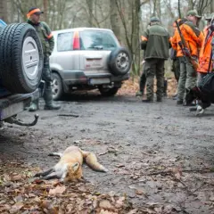 Myśliwi w lesie, obok samochodów, leży martwy lis. Czy myśliwy musi zapłacić za nieodstrzelone lisy kołu łowieckiemu?