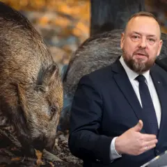 Mężczyzna w garniturze przemawia, a za nim dzik. Co myśliwy ma za zastrzelonego dzika?
