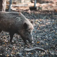 Dzik w lesie: Jak się zachować i skutecznie odstraszyć?