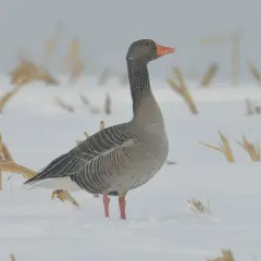 Szara gęś stoi na śniegu wśród suchych łodyg, w tle widać padający śnieg.