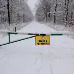Zasypana śniegiem droga leśna zamyka przejazd szlabanem. Żółta tabliczka ostrzega: "Uwaga polowanie". Czy myśliwy płaci za dzika?