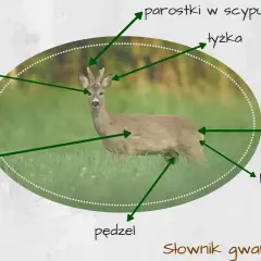 Sarna w trawie, z zaznaczonymi częściami ciała: "świece", "suknia", "parostki w scypule", "łyżka", "kwiat", "lustro", "pędzel". Tak nazywają myśliwi sarny.