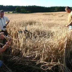 Mężczyźni w polu zbóż oceniają szkody łowieckie. Czy myśliwy może dostać odszkodowanie za zniszczone plony?