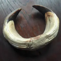 Zakrzywione kły dzika, zwane przez myśliwych szablami, leżą na drewnianym blacie.