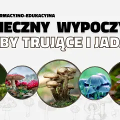 Grzybobranie: Bezpieczny poradnik survivalowy. Jadalne czy trujące?