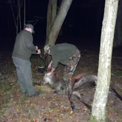 Dwóch myśliwych przy upolowanym jeleniu. Jeden trzyma nóż, drugi pochyla się nad zwierzyną.