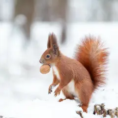 Co jedzą zwierzęta zimą? Sekrety przetrwania w polskim lesie