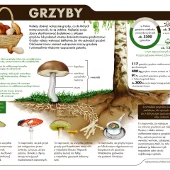 Grzybobranie w Polsce: Gdzie i jak szukać grzybów bezpiecznie?