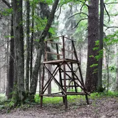 Drewniana ambona w lesie. Myśliwy, jako strażnik przyrody, dba o równowagę ekosystemu, co pokazuje, dlaczego myśliwy jest przyjacielem lasu.