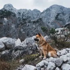 Pies siedzi na kamienistym szlaku w górach.