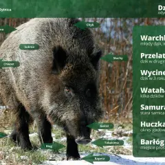 Młody dzik, czyli warchlak, to jak myśliwi mówią na małego dzika. Na zdjęciu widać jego części: szczecinę, suknię, chwost, uszy (słuchy) i pysk.