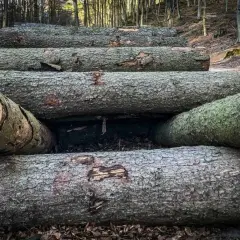 Drewno na ognisko legalnie: Jak i gdzie? Uniknij kar!