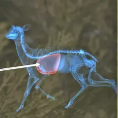 Anatomia jelenia z zaznaczonymi płucami, gdzie myśliwy musi strzelać w zwierzę.