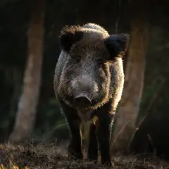 Dziki dzik w lesie, oświetlony słońcem. Czy myśliwi będą mieli płacone za odstrzał dzików?