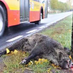 Padły dzik leży przy drodze, obok drzewa. Czy myśliwy może sprzątać z drogi padłą zwierzynę? Autobus przejeżdża obok.