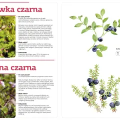 Owoce leśne: Przewodnik po jadalnych i trujących. Zbieraj świadomie!