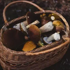 Wiklinowy koszyk pełen świeżo zebranych grzybów leśnych, głównie borowików.