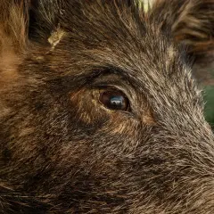 Oko dzika, w którym odbija się krajobraz. Czy myśliwy ma obowiązek poinformować o polowaniu?