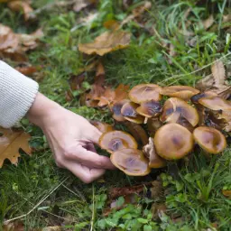 Ręka zbiera grzyby w lesie. Czy można zbierać grzyby w lesie? Tak, jeśli wiesz, które są jadalne.