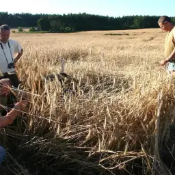 Mężczyźni w polu zbóż oceniają szkody łowieckie. Czy myśliwy może dostać odszkodowanie za zniszczone plony?
