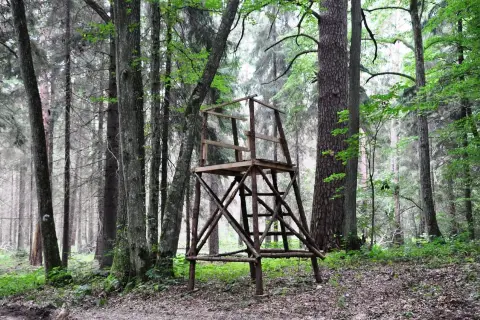 Drewniana ambona w lesie, miejsce obserwacji dla każdego, kto chce poczuć się jak myśliwy.