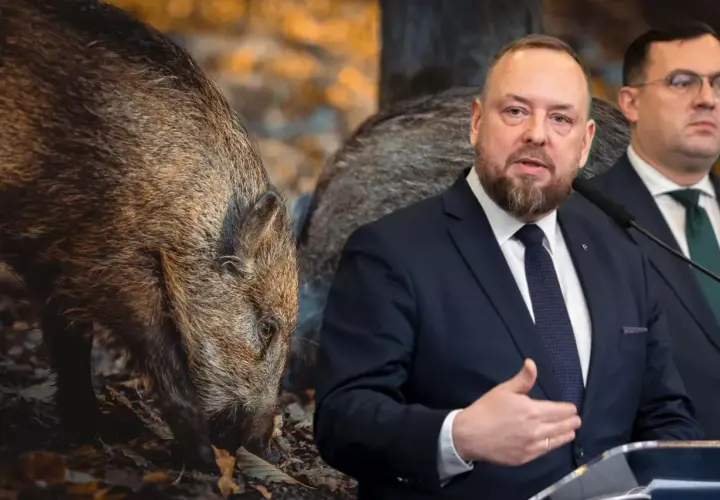 Mężczyzna w garniturze przemawia, a za nim dzik. Co myśliwy ma za zastrzelonego dzika?