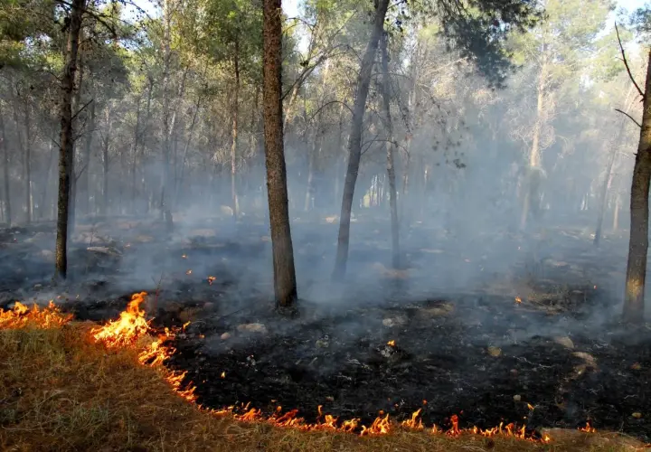 Pożar w lesie: 70 sekund na decyzję. Jak przetrwać?