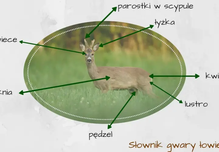 Sarna w trawie, z zaznaczonymi częściami ciała: "świece", "suknia", "parostki w scypule", "łyżka", "kwiat", "lustro", "pędzel". Tak nazywają myśliwi sarny.