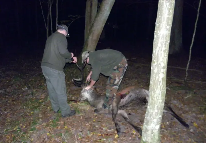 Dwóch myśliwych przy upolowanym jeleniu. Jeden trzyma nóż, drugi pochyla się nad zwierzyną.