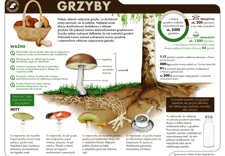 Grzybobranie w Polsce: Gdzie i jak szukać grzybów bezpiecznie?