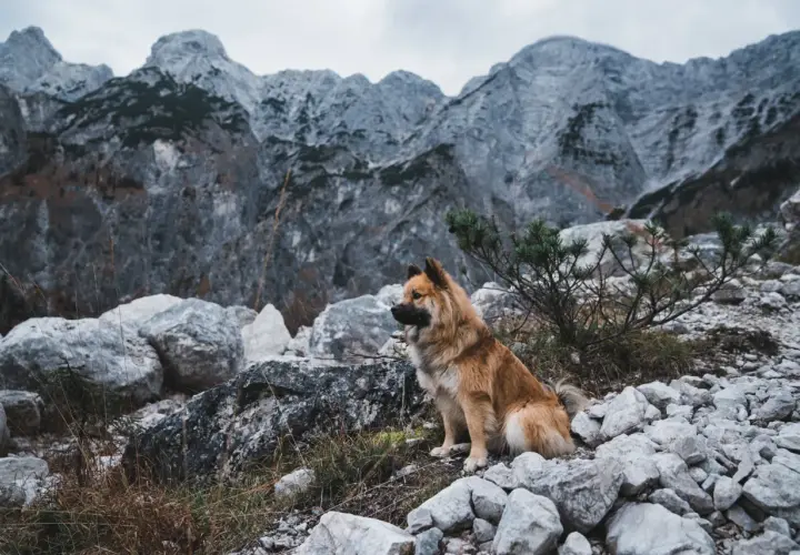 Pies siedzi na kamienistym szlaku w górach.