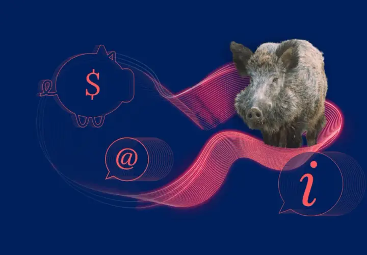 Dzik na tle grafiki z symbolem dolara i znakiem @. Czy myśliwy może dostrzelić ranne w kolizji zwierzę? Informacja.