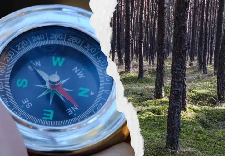 Zgubiony w lesie? Zbuduj najprostszy kompas z igły i wody!