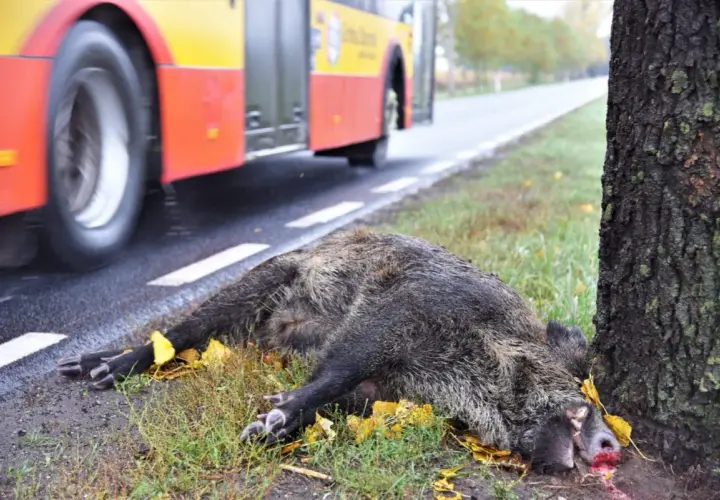 Padły dzik leży przy drodze, obok drzewa. Czy myśliwy może sprzątać z drogi padłą zwierzynę? Autobus przejeżdża obok.
