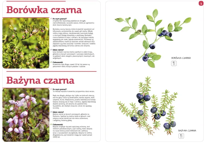 Owoce leśne: Przewodnik po jadalnych i trujących. Zbieraj świadomie!
