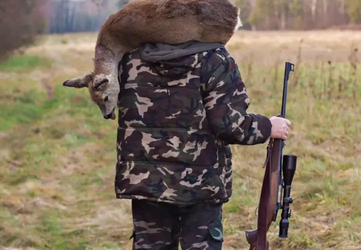 Myśliwy w kamuflażu niesie na ramieniu upolowanego sarnę, trzymając strzelbę. Czy myśliwy zawieszony może polować?