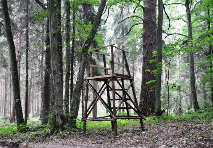 Drewniana ambona w lesie, miejsce obserwacji dla każdego, kto chce poczuć się jak myśliwy.