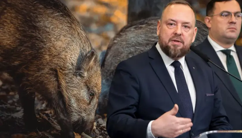 Mężczyzna w garniturze przemawia, a za nim dzik. Co myśliwy ma za zastrzelonego dzika?