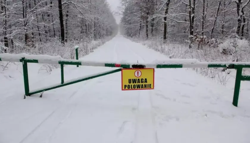 Zasypana śniegiem droga leśna zamyka przejazd szlabanem. Żółta tabliczka ostrzega: "Uwaga polowanie". Czy myśliwy płaci za dzika?