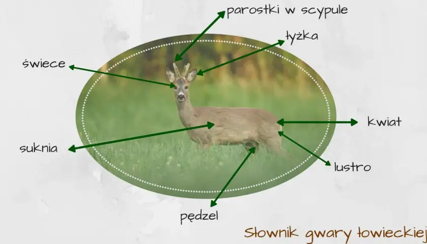 Sarna w trawie, z zaznaczonymi częściami ciała: "świece", "suknia", "parostki w scypule", "łyżka", "kwiat", "lustro", "pędzel". Tak nazywają myśliwi sarny.