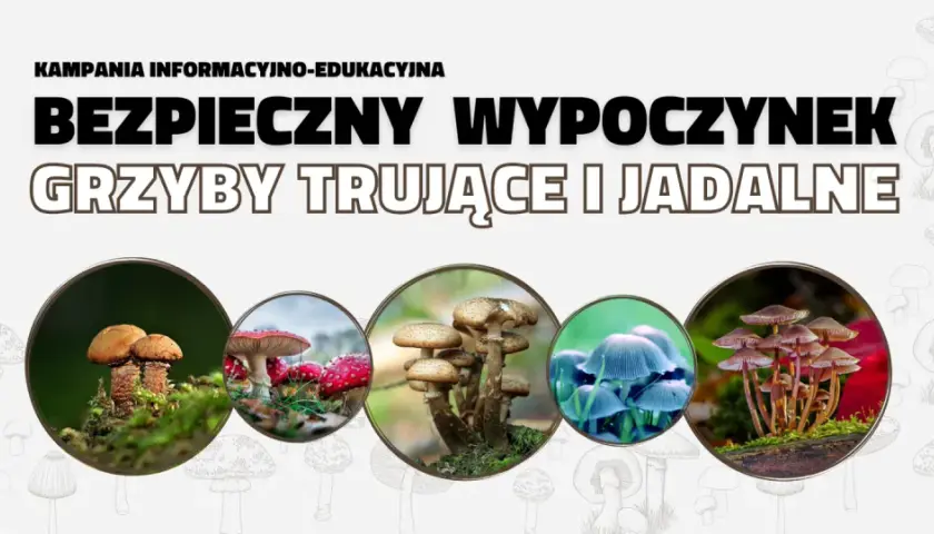 Grzybobranie: Bezpieczny poradnik survivalowy. Jadalne czy trujące?