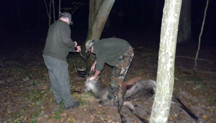 Dwóch myśliwych przy upolowanym jeleniu. Jeden trzyma nóż, drugi pochyla się nad zwierzyną.