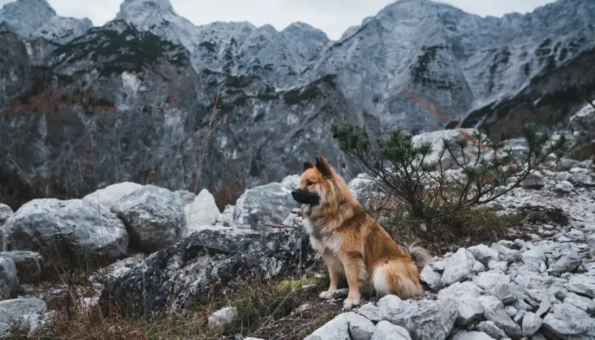 Pies siedzi na kamienistym szlaku w górach.