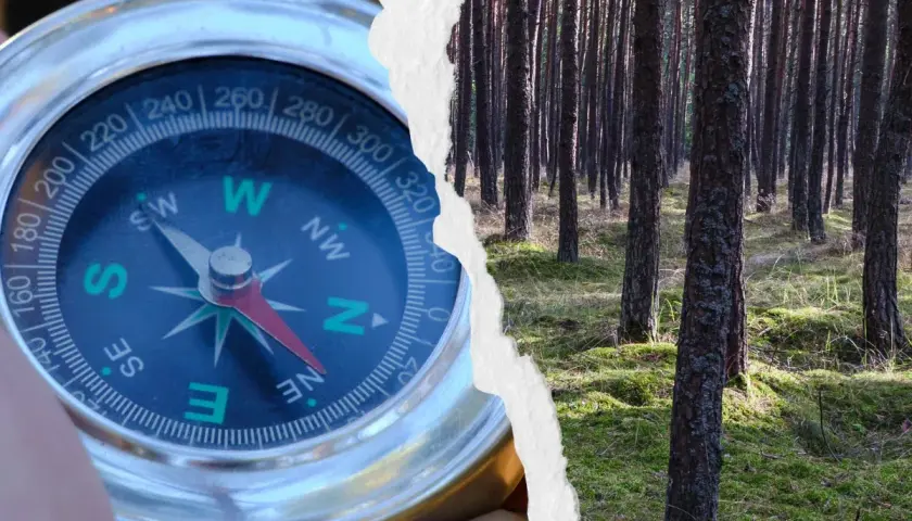 Zgubiony w lesie? Zbuduj najprostszy kompas z igły i wody!