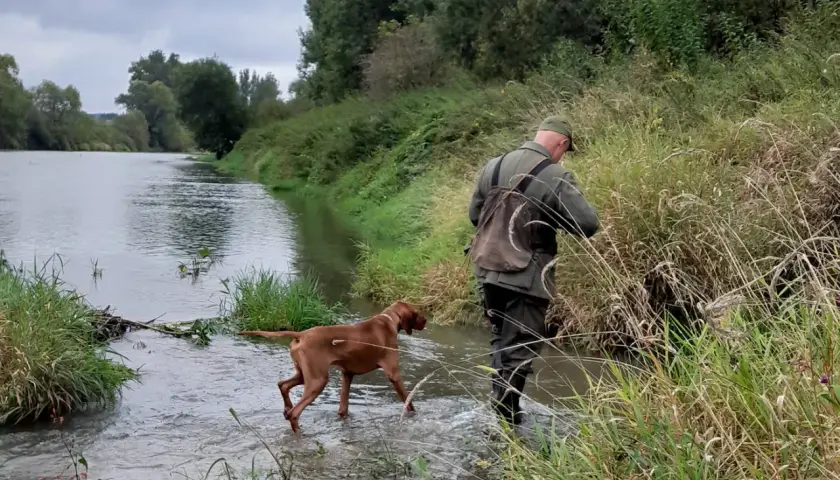 Myśliwy z psem wchodzi do rzeki. Czy myśliwy może polować sam z psem? Tak, ten obraz pokazuje, że jest to możliwe.