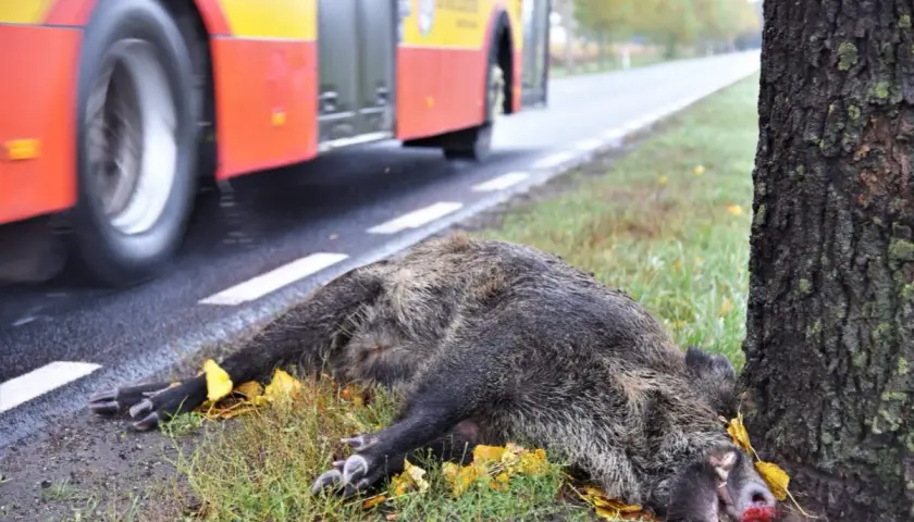 Padły dzik leży przy drodze, obok drzewa. Czy myśliwy może sprzątać z drogi padłą zwierzynę? Autobus przejeżdża obok.