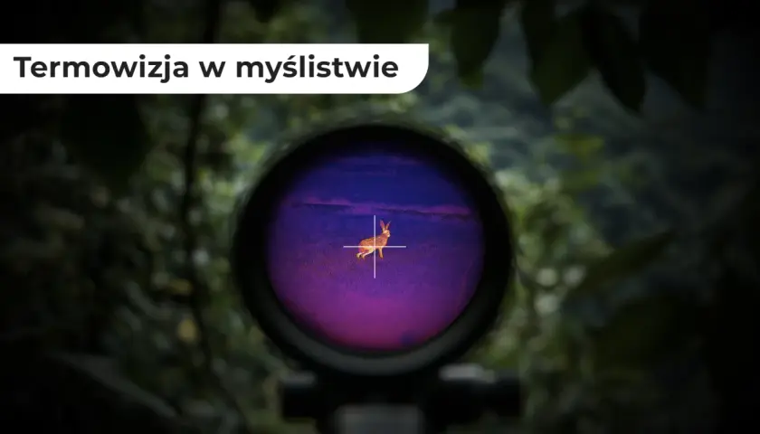 Widok przez lunetę termowizyjną: zając na tle fioletowego pola, jak widzi myśliwy.