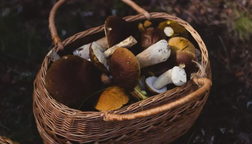 Wiklinowy koszyk pełen świeżo zebranych grzybów leśnych, głównie borowików.