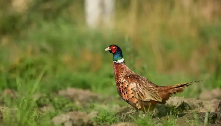 Kolorowy bażant, co odstrzela myśliwy, stoi na trawiastym podłożu.