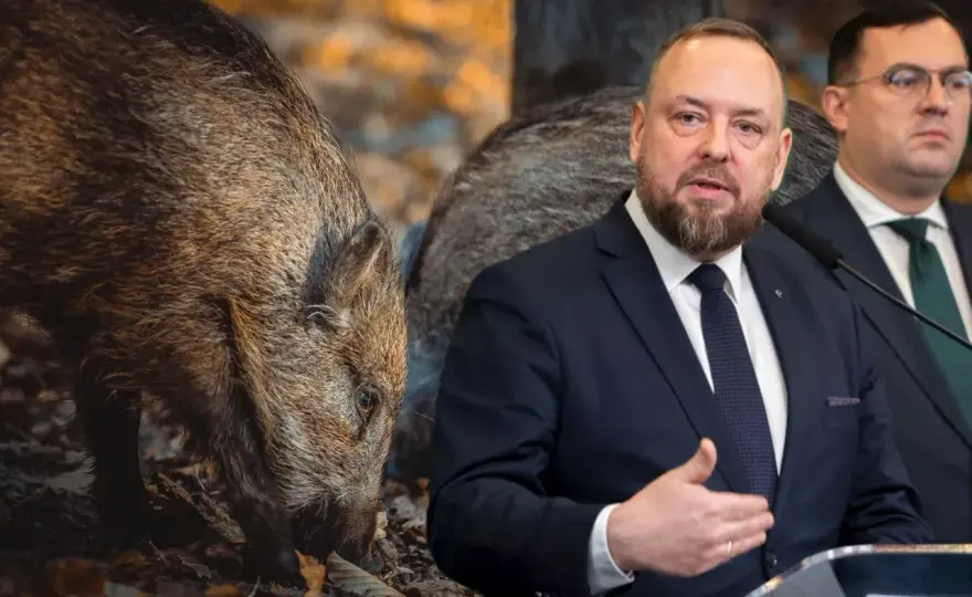 Ile myśliwy dostaje za dzika? Ryczałt, tusza, ASF wszystko wyjaśnione